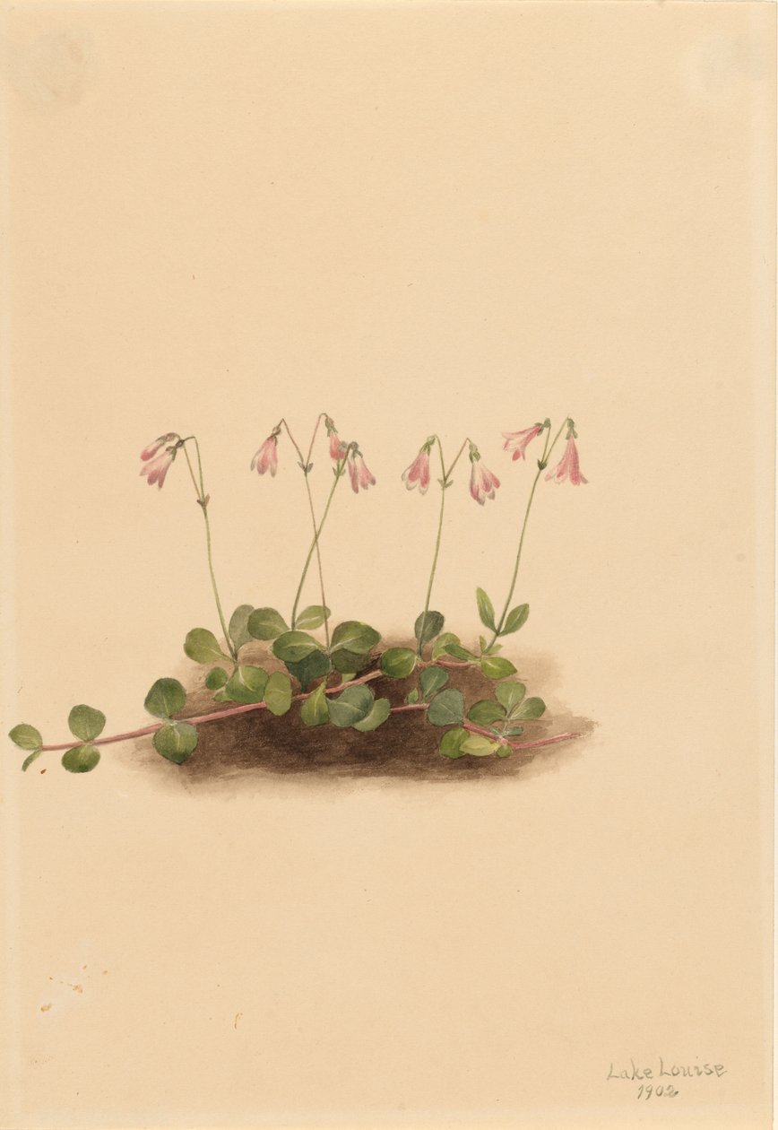 Amerikkalainen kaksoiskukka (Linnaea borealis americana) tekijältä Mary Vaux Walcott