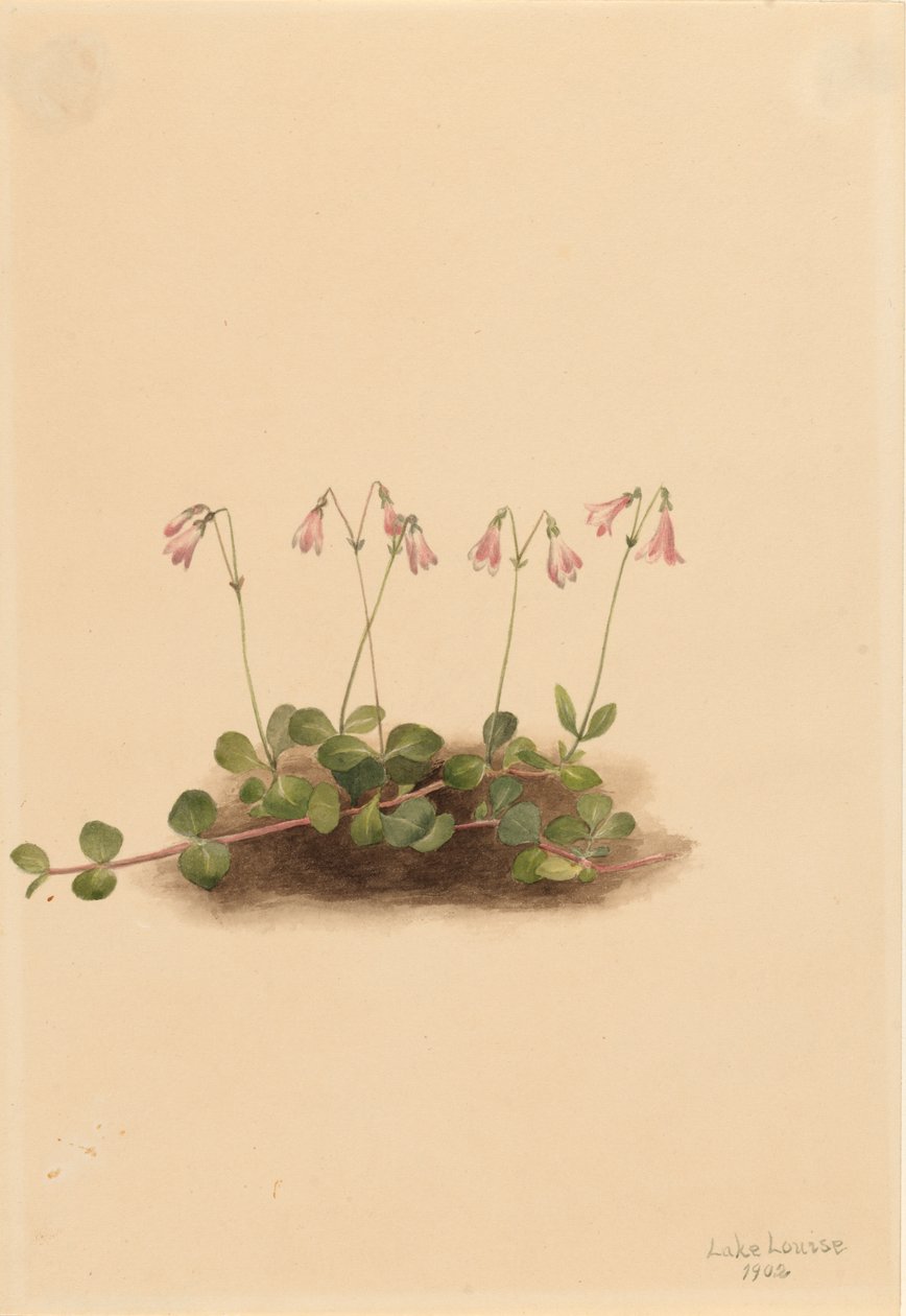 Amerikkalainen kaksoskukka Linnaea borealis americana, 1902. tekijältä Mary Vaux Walcott