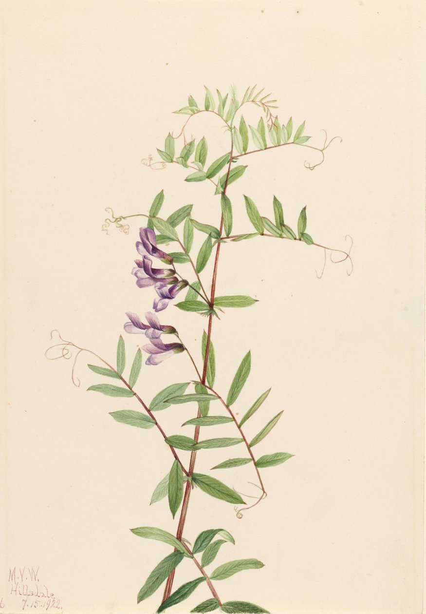Amerikankärsämö (Vicia americana) tekijältä Mary Vaux Walcott