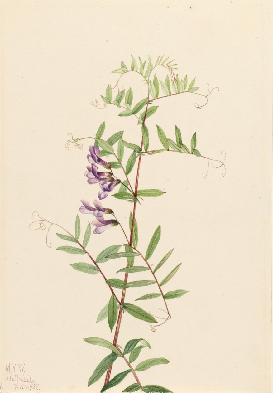American Vetch Vicia americana, 1922. tekijältä Mary Vaux Walcott