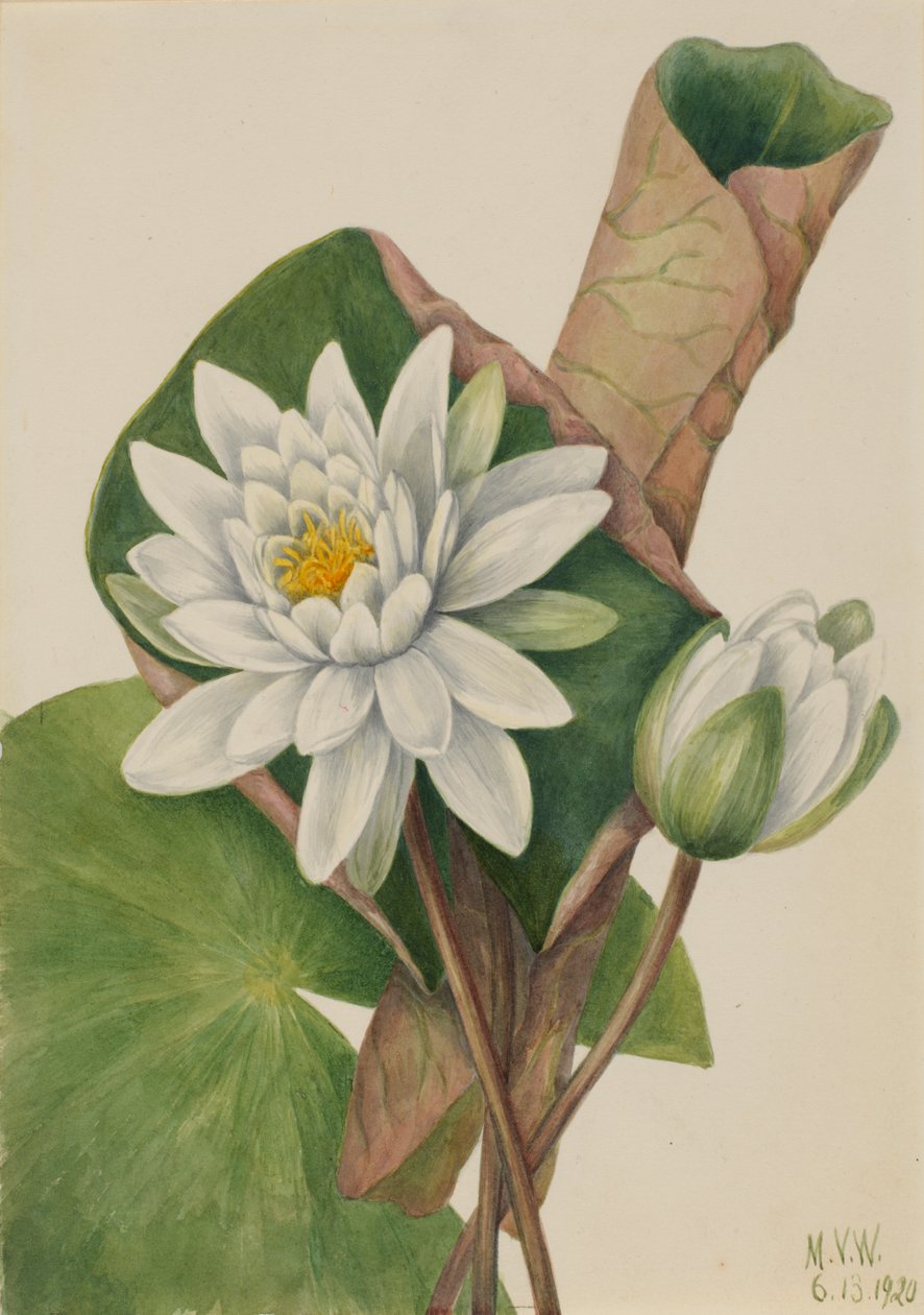Amerikkalainen Waterlily Castalia odorata, 1920. tekijältä Mary Vaux Walcott