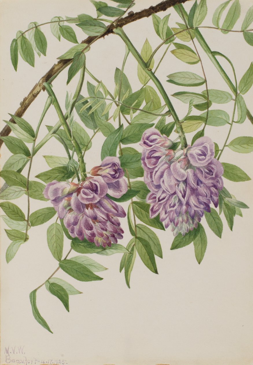 Amerikkalainen Wisteria Kraunhia frutescens, 1925. tekijältä Mary Vaux Walcott