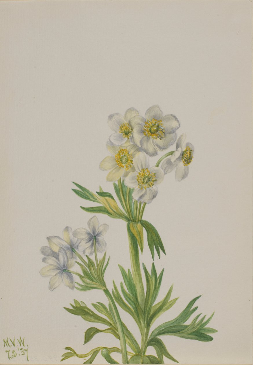 Anemone (Anemone zephyra) tekijältä Mary Vaux Walcott