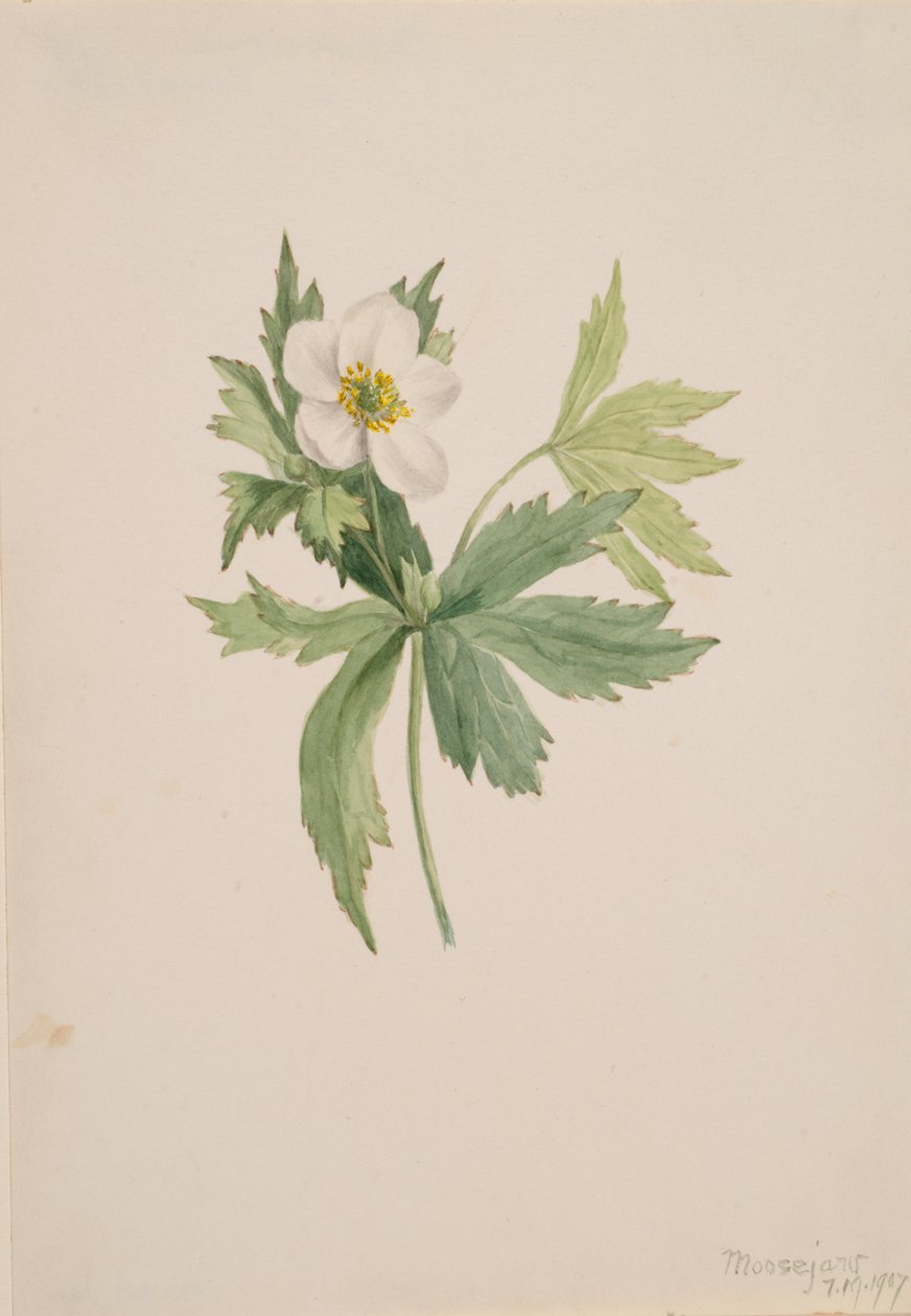 Anemone canadensis, 1907. tekijältä Mary Vaux Walcott