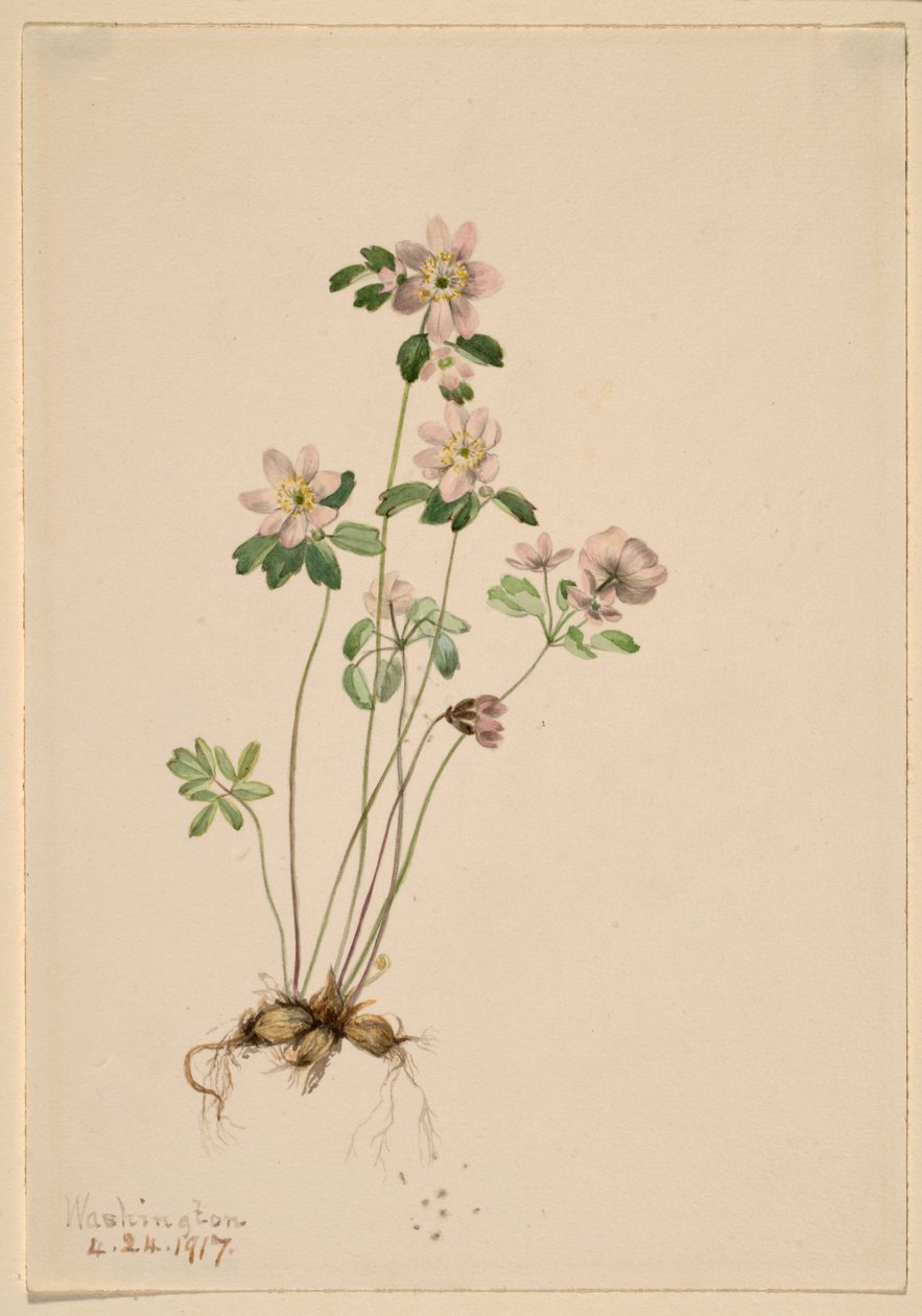 Anemonella (Syndesmon thalictroides) tekijältä Mary Vaux Walcott