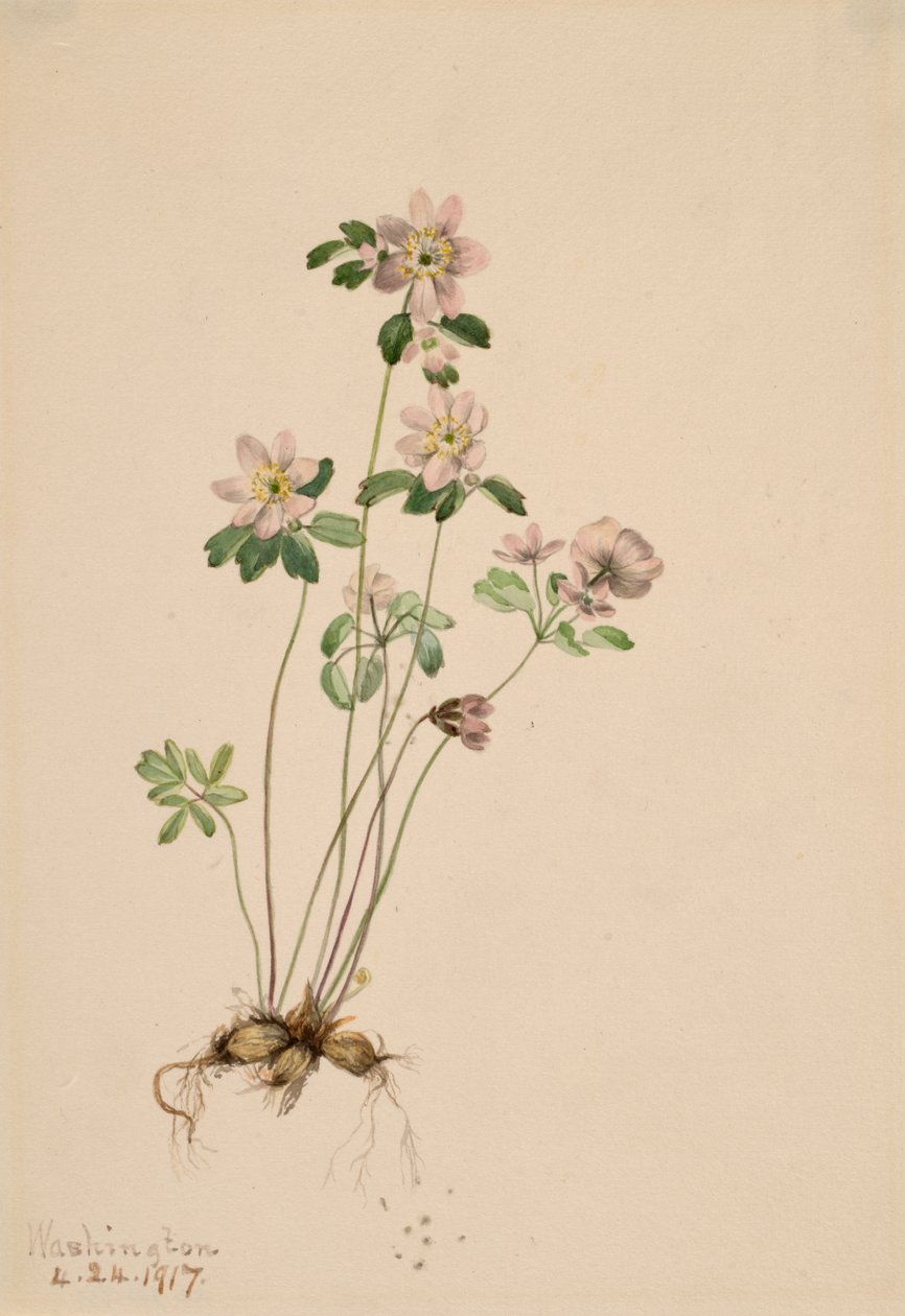 Anemonella Syndesmon thalictroides, 1917. tekijältä Mary Vaux Walcott