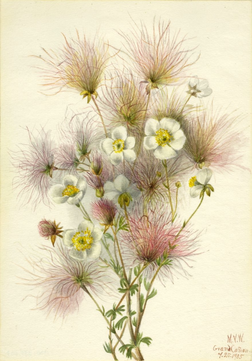 Apache Plume Fallugia paradoxa, 1935. tekijältä Mary Vaux Walcott