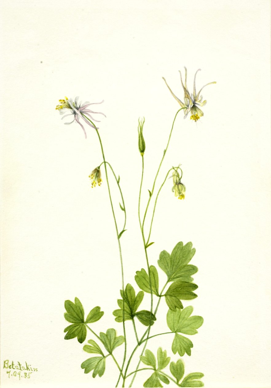 Aquilegia ecalcarata, 1935. tekijältä Mary Vaux Walcott
