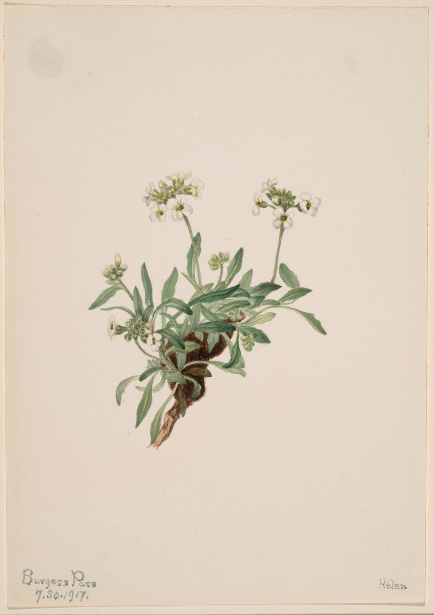 Arabis drummondii tekijältä Mary Vaux Walcott