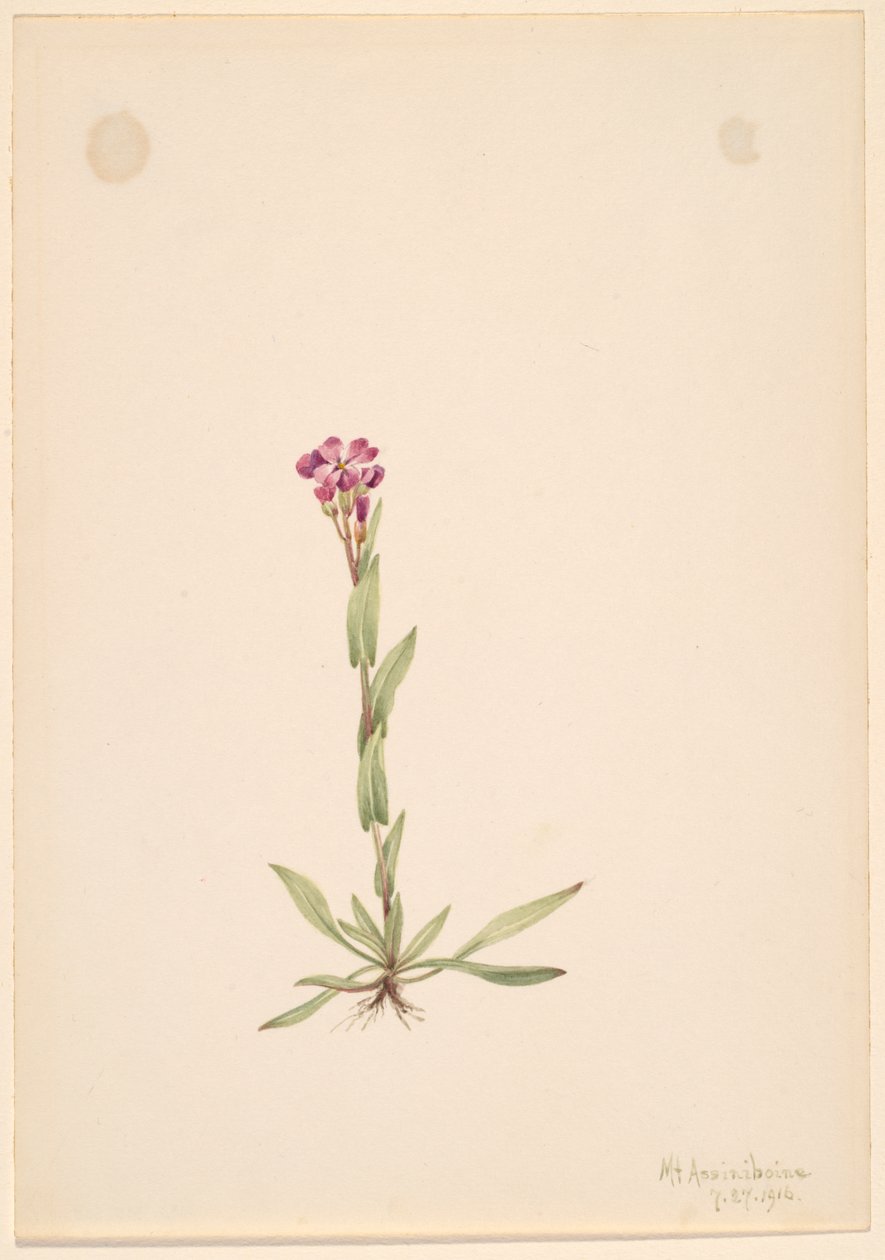 Arabis lyallii, 1916. tekijältä Mary Vaux Walcott