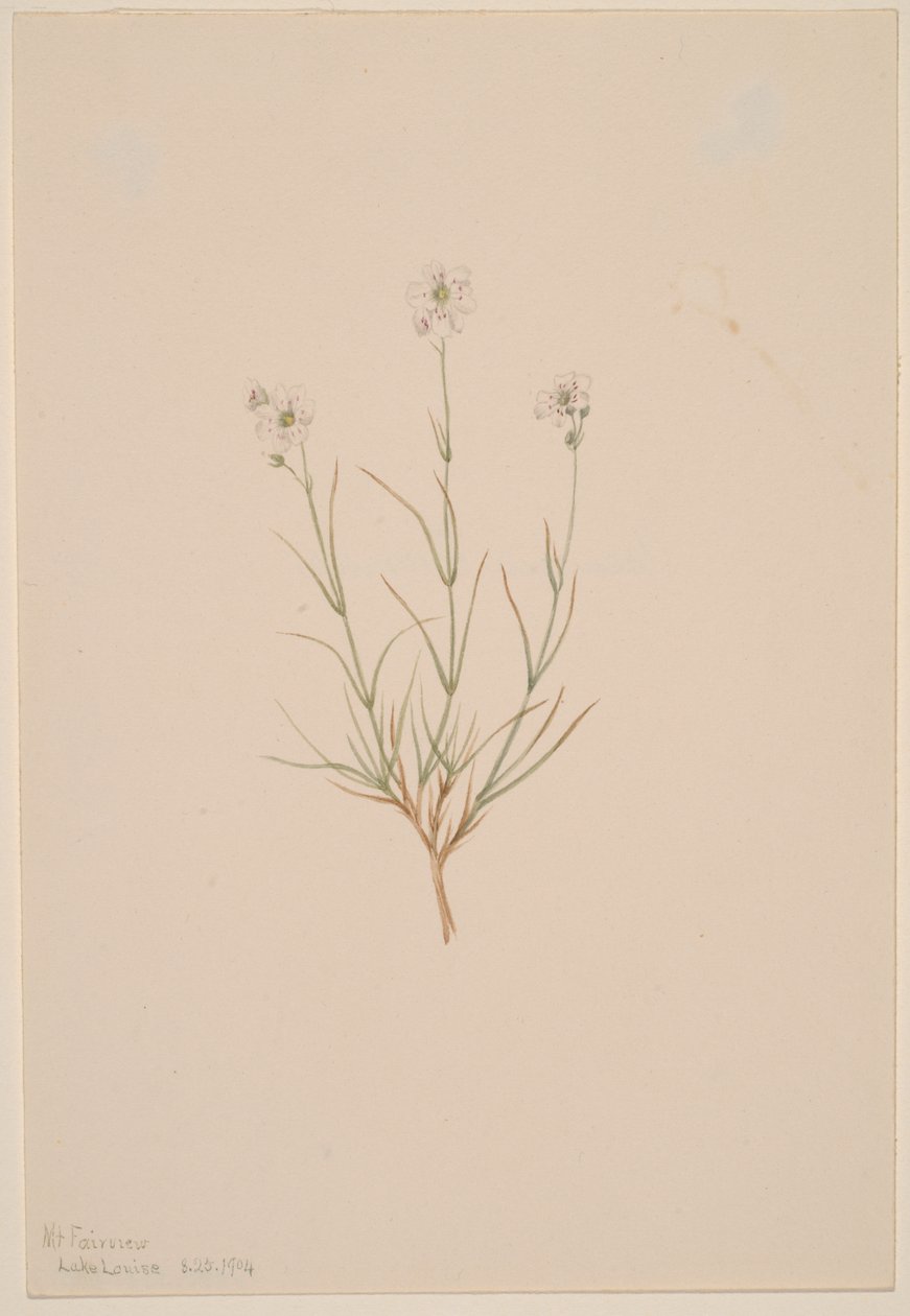 Formosan hiekkakivi, 1904. tekijältä Mary Vaux Walcott