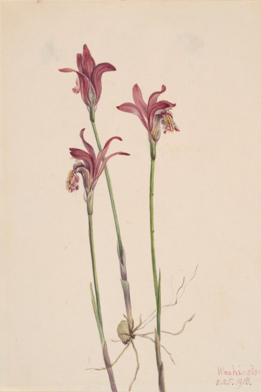 Arethusa Arethusa bulbosa, 1918. tekijältä Mary Vaux Walcott