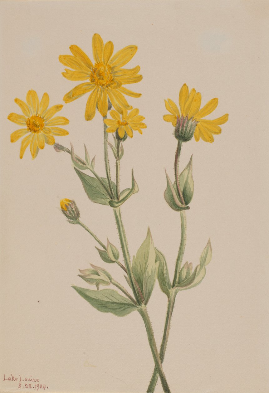 Arnica (Arnica latifolia) tekijältä Mary Vaux Walcott