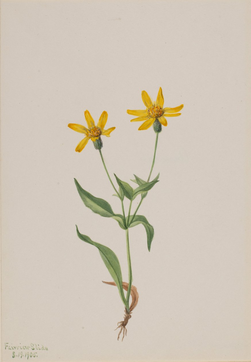 Arnica alpina tekijältä Mary Vaux Walcott