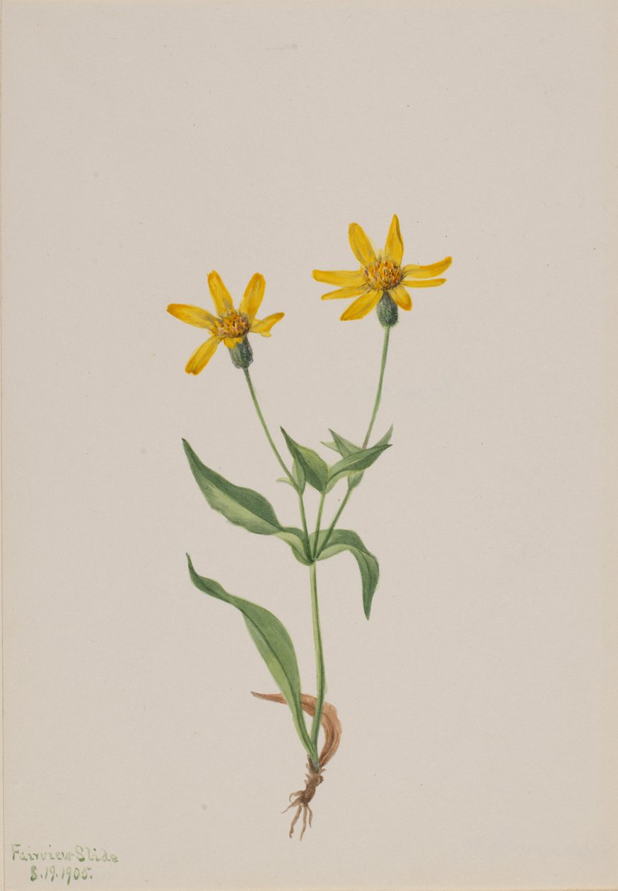 Arnica alpina, 1905. tekijältä Mary Vaux Walcott