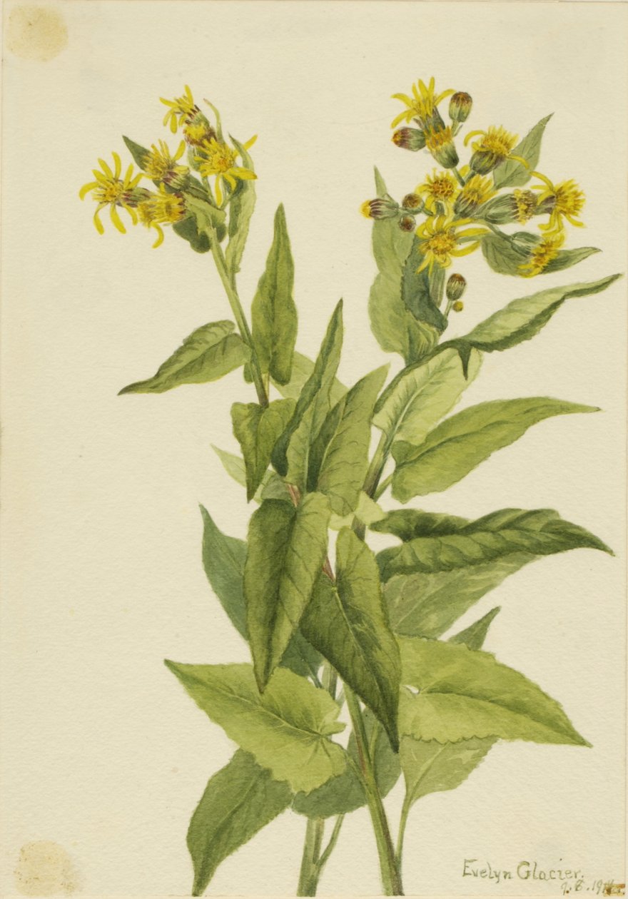 Nuolilehtipihlaja (Senecia triangularis) tekijältä Mary Vaux Walcott