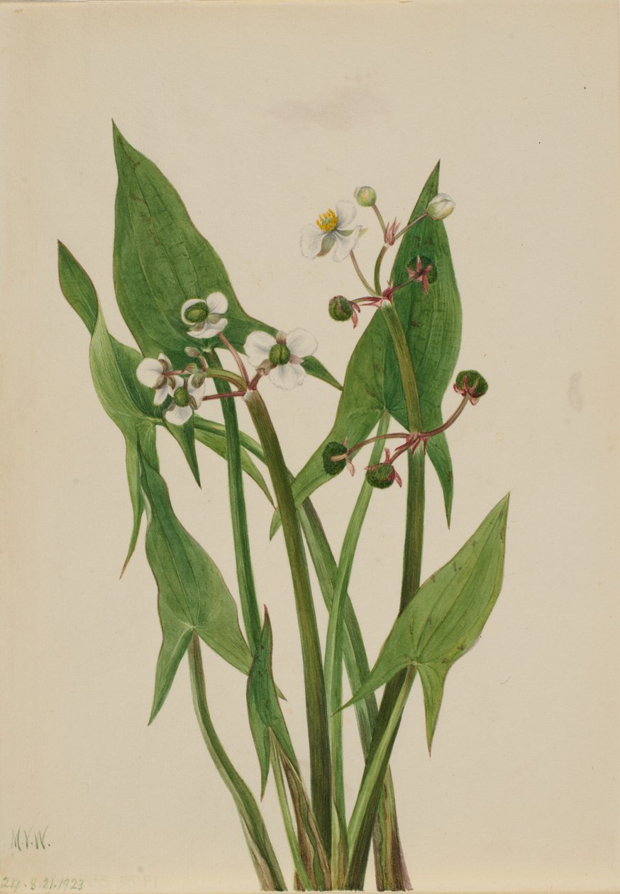 Arum Nuolipää (Sagittaria cuneata) tekijältä Mary Vaux Walcott
