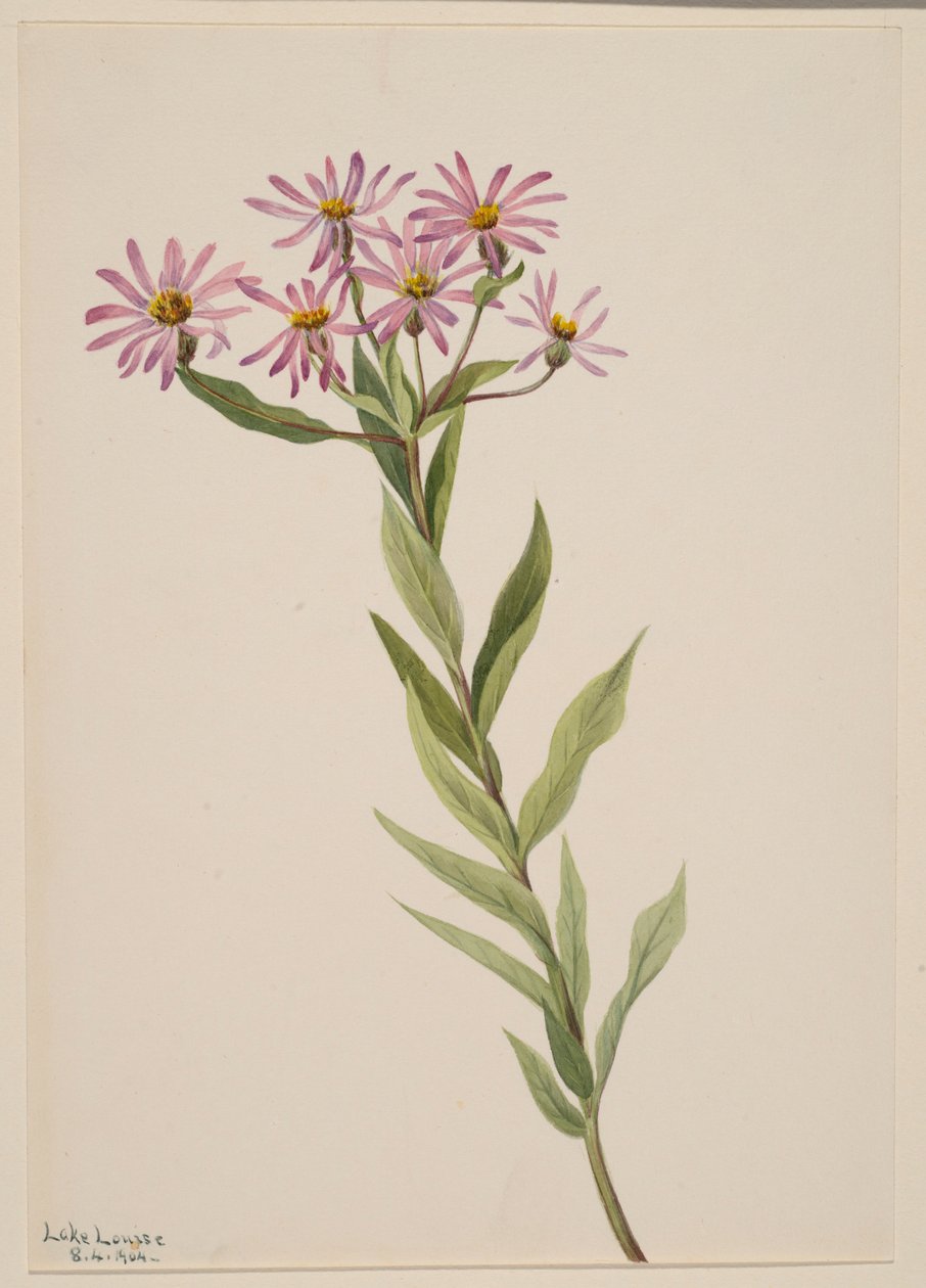 Aster Engelmann tekijältä Mary Vaux Walcott