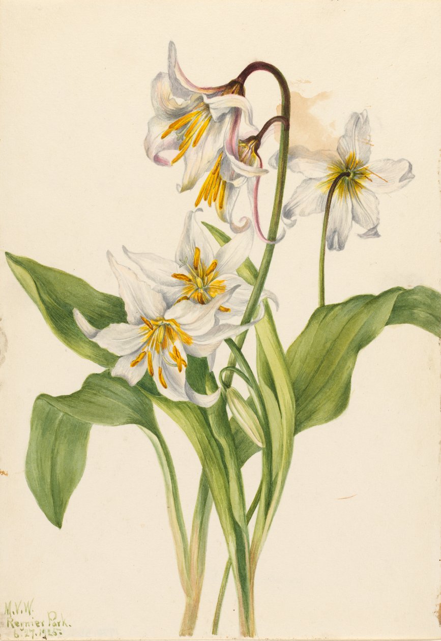 Avalanche Lily (Erythronium montanum) tekijältä Mary Vaux Walcott