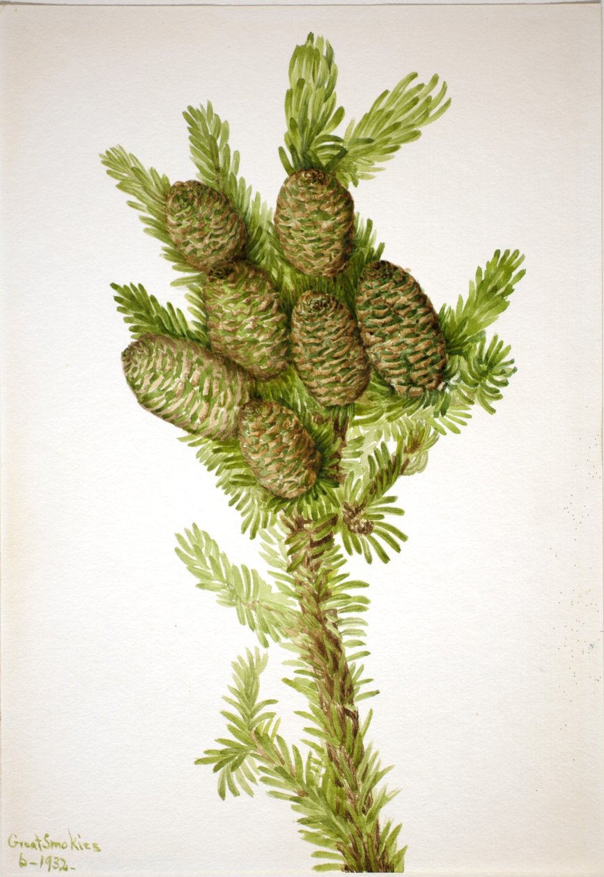Balsamikuusi (Albies fraseri) tekijältä Mary Vaux Walcott