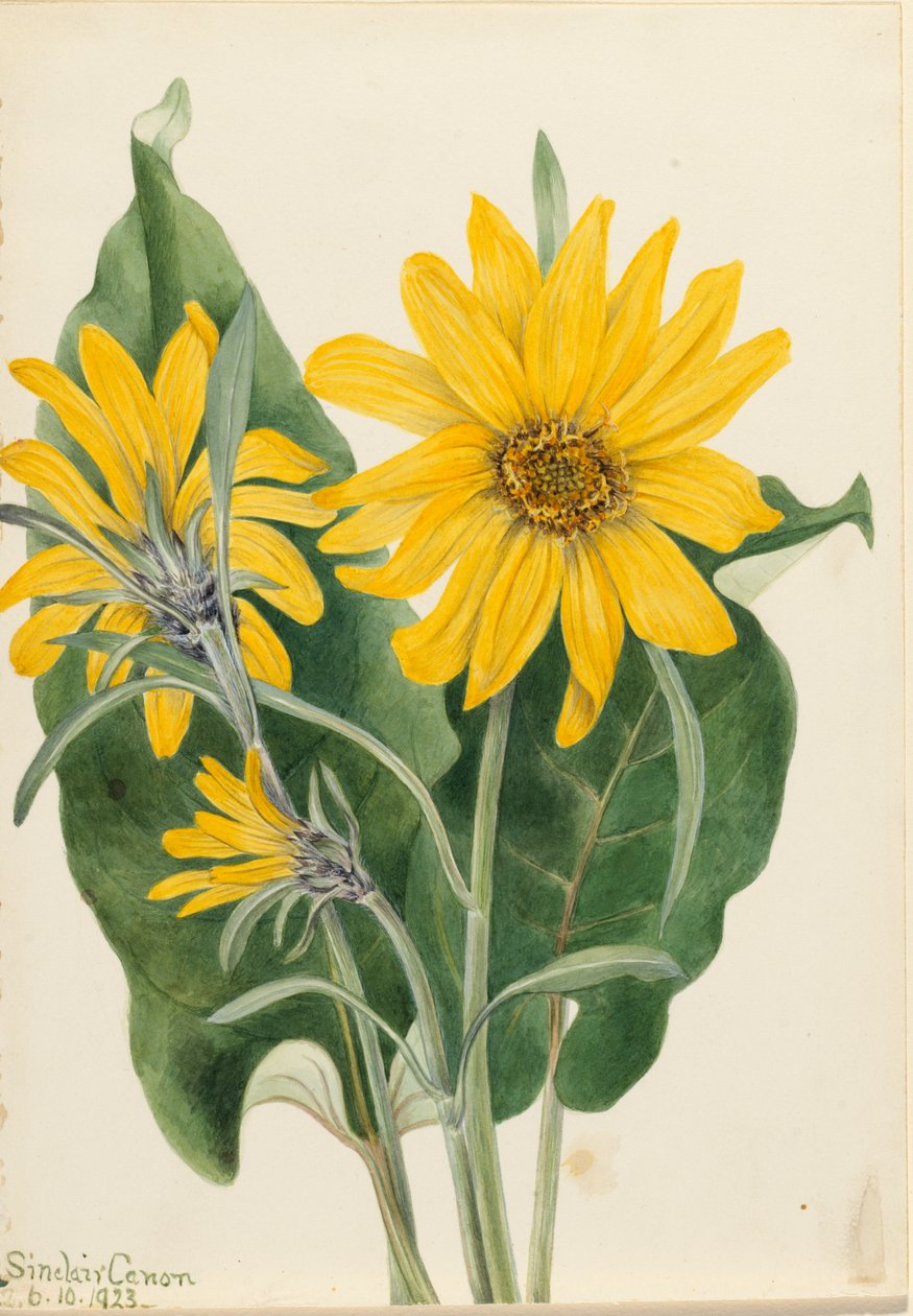 Balsamroot Balsamorhiza sagittata, 1923. tekijältä Mary Vaux Walcott