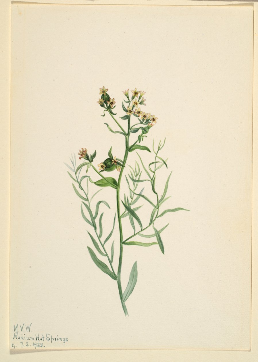 Rupikonna (Comandra pallida) (Comandra pallida) tekijältä Mary Vaux Walcott