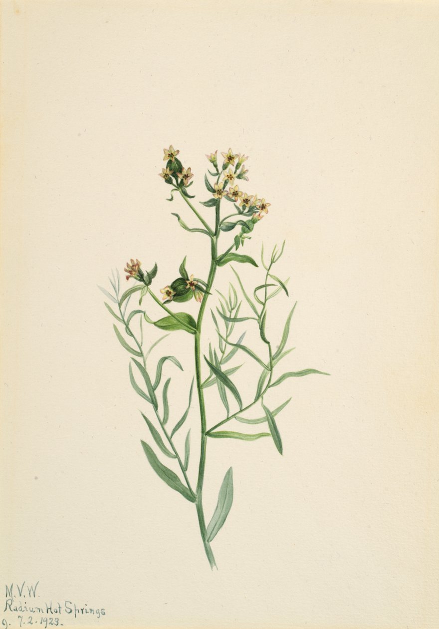 Bastard Toadflax Comandra pallida, 1923. tekijältä Mary Vaux Walcott