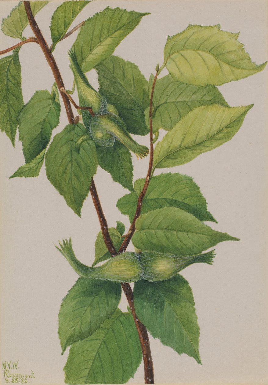 Nokkahasselpähkinä (Corylus rostrata) tekijältä Mary Vaux Walcott