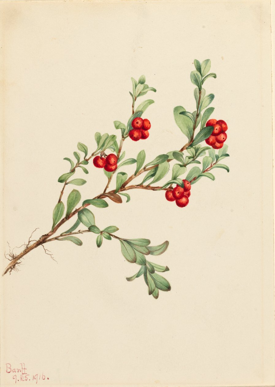 Karhumarja Arctostaphylos uva-ursi, 1916. tekijältä Mary Vaux Walcott