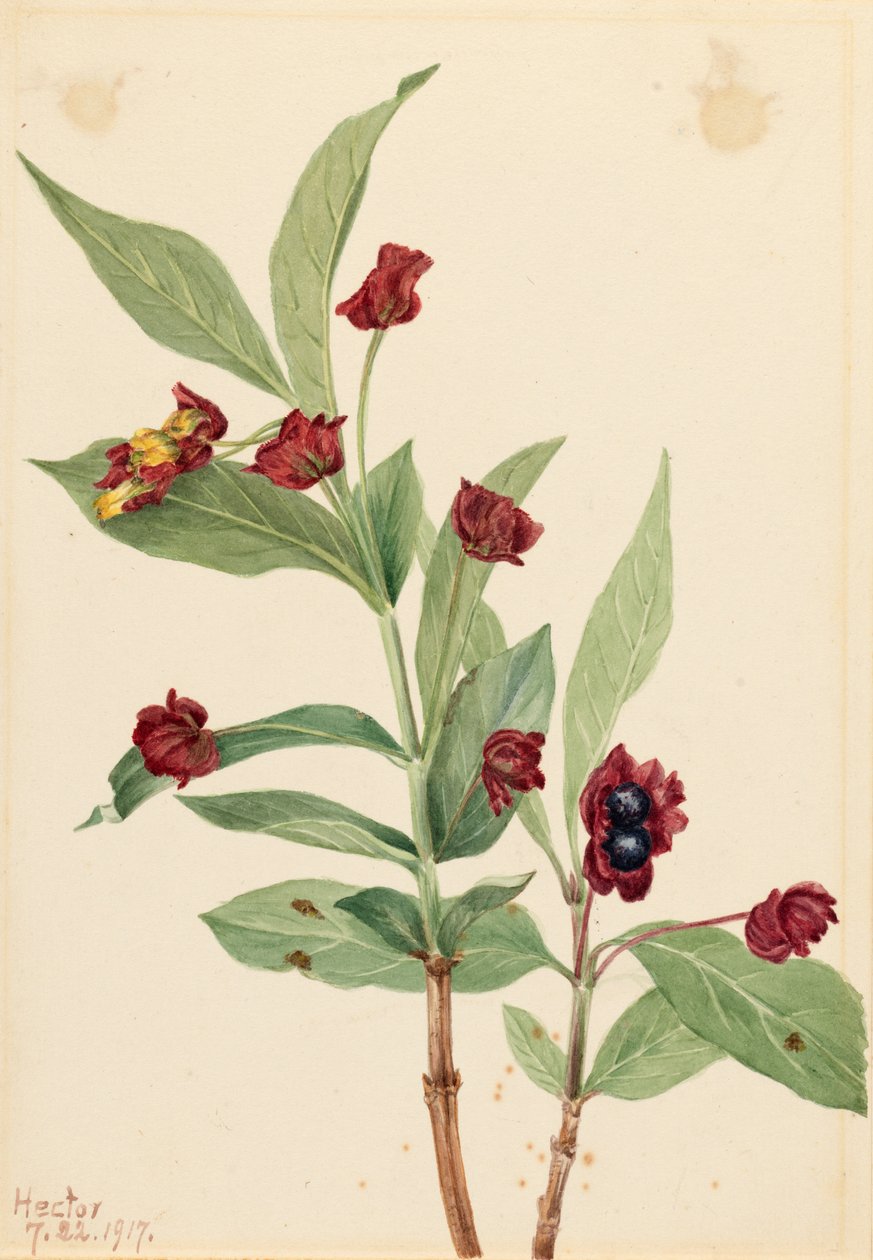 Karhunvatukka Kuusama (Lonicera involucrata) tekijältä Mary Vaux Walcott