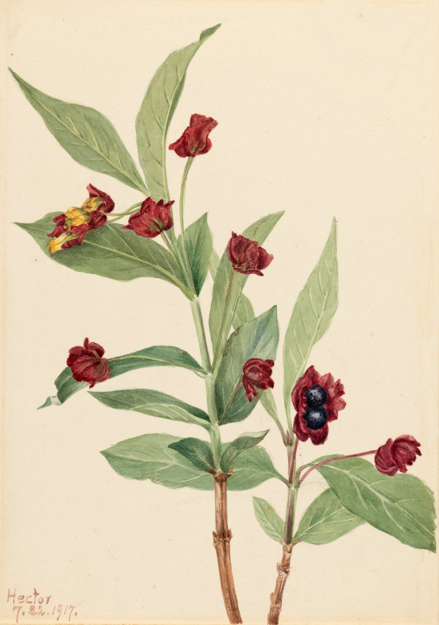 Karhumarjan kuusama Lonicera involucrata, 1917. tekijältä Mary Vaux Walcott