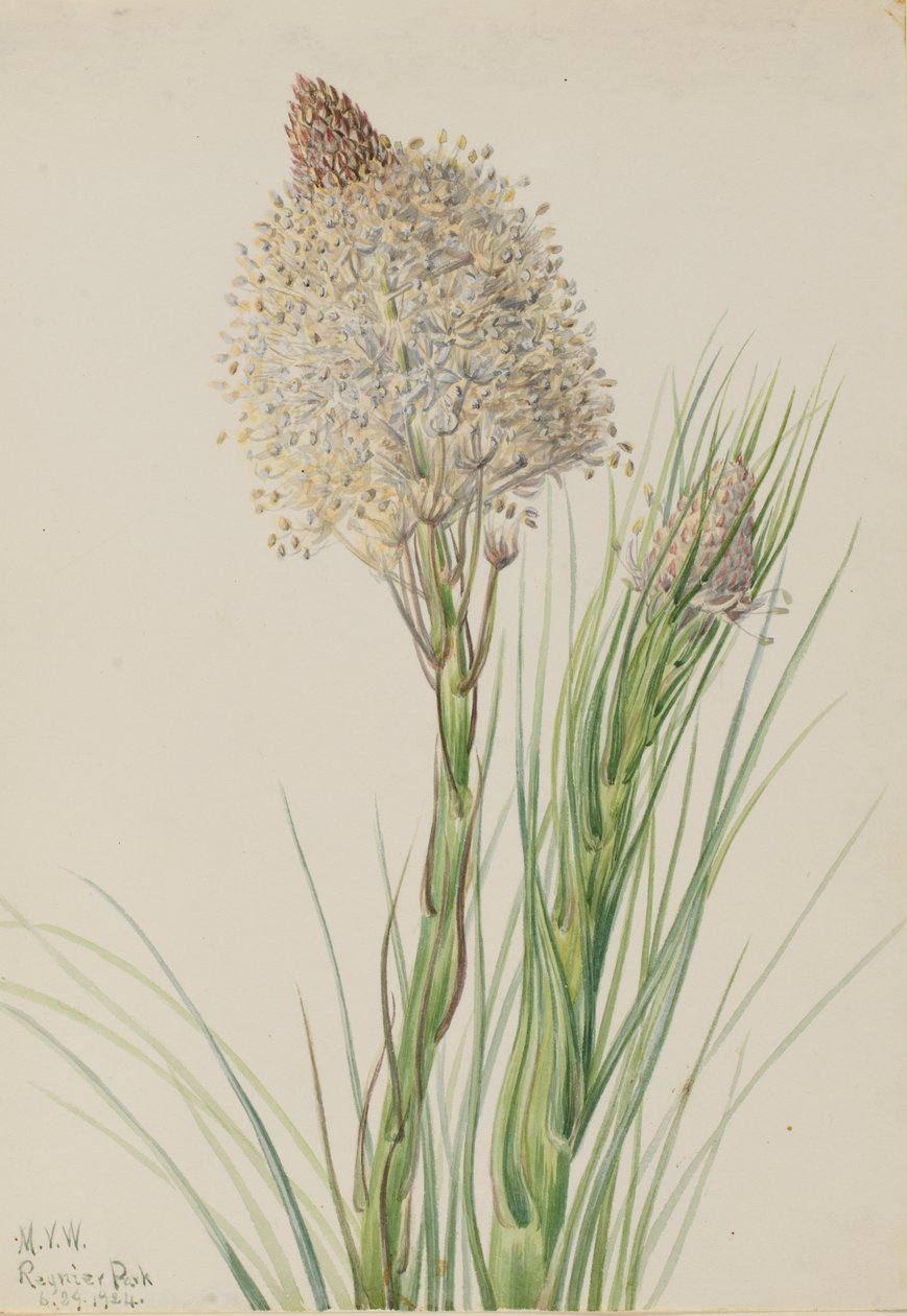 Karhuruoho Xerophyllum tenax, 1924. tekijältä Mary Vaux Walcott