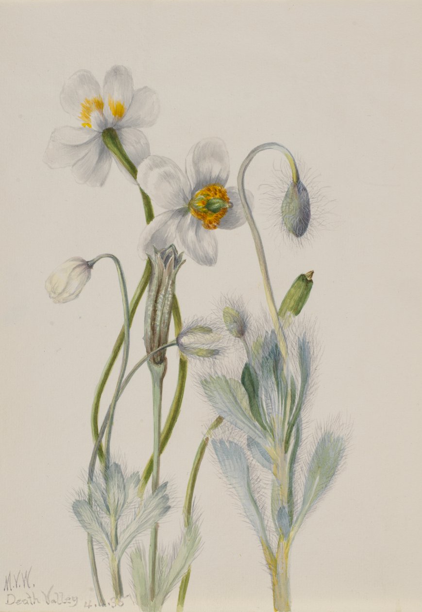 Bearpoppy Arctomecon merriami, 1935. tekijältä Mary Vaux Walcott