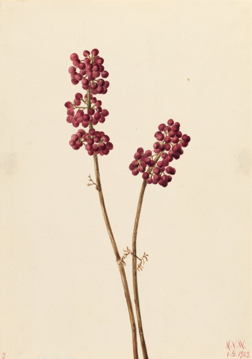 Beauty Berry Callicarpa americana, 1923. tekijältä Mary Vaux Walcott