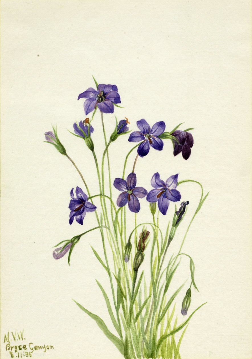 Kellokukka (Campanula) tekijältä Mary Vaux Walcott