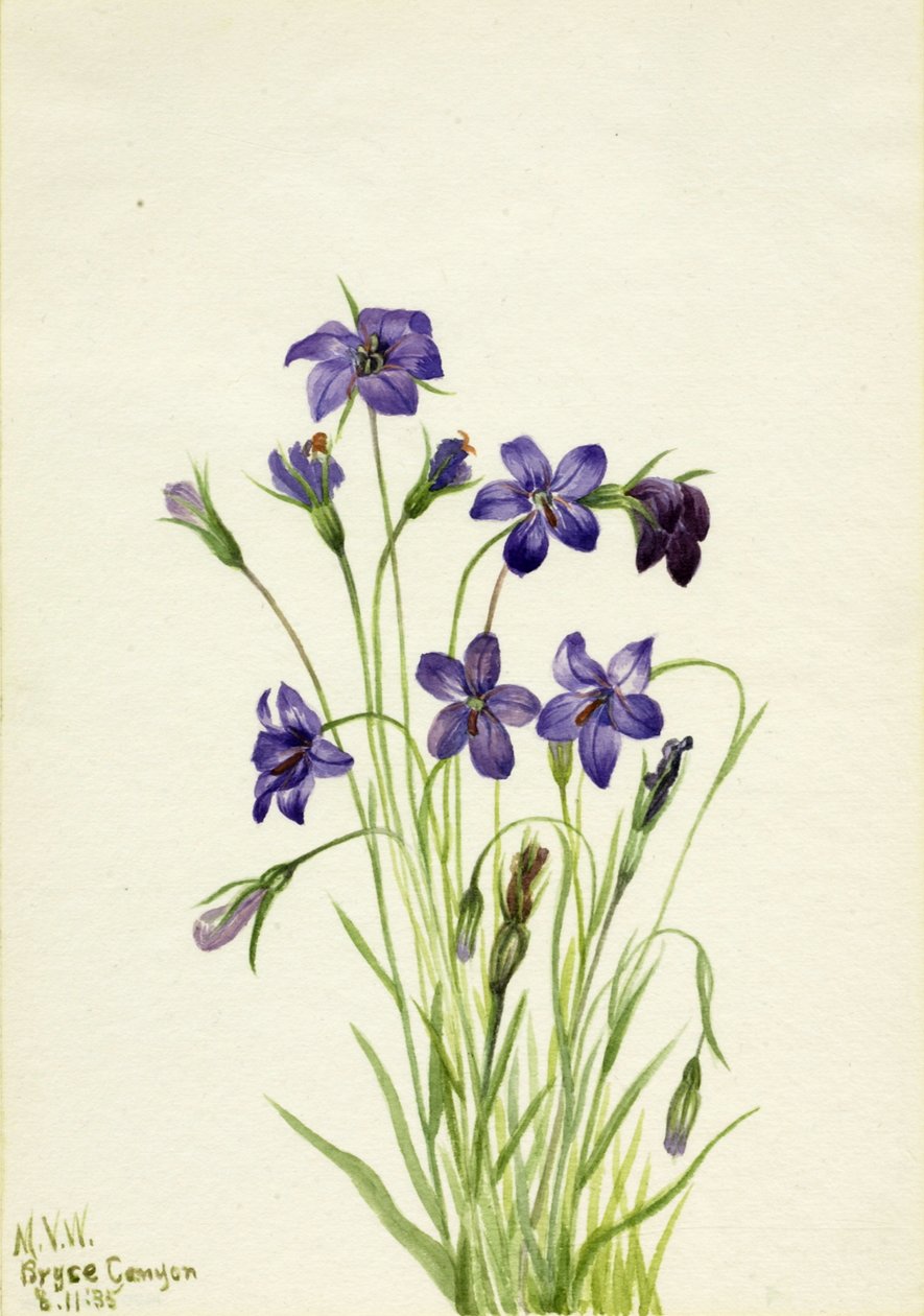 Bellflower Campanula, 1935. tekijältä Mary Vaux Walcott