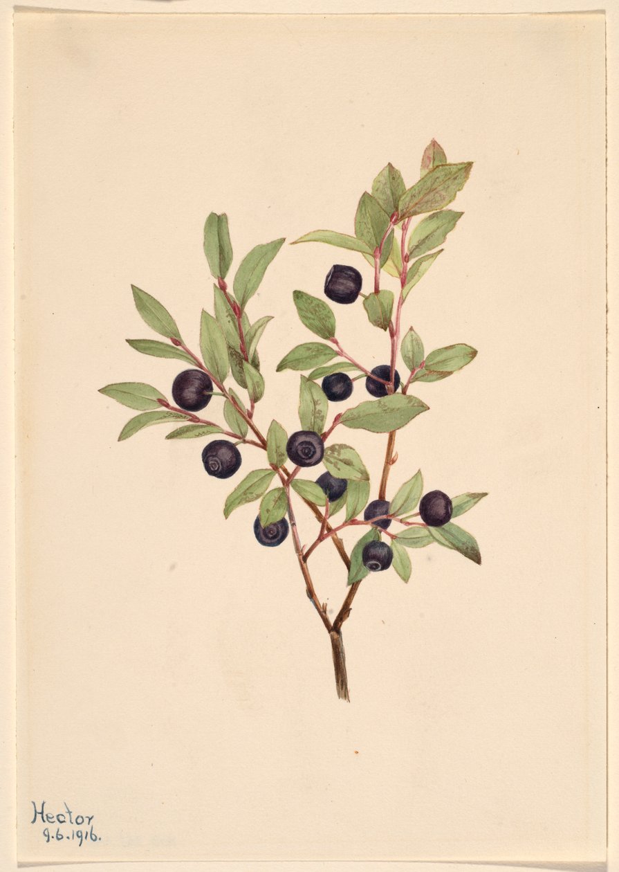 Iso pensasmustikka (Vaccinium membranaceum) tekijältä Mary Vaux Walcott