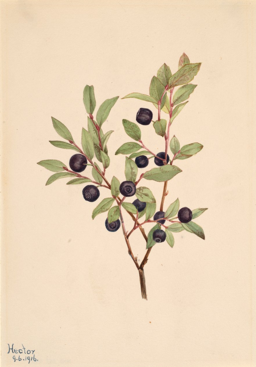 Big Whortleberry Vaccinium membranaceum, 1916. tekijältä Mary Vaux Walcott