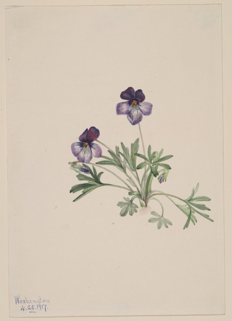 Lintujalkavioletti (Viola pedata) tekijältä Mary Vaux Walcott