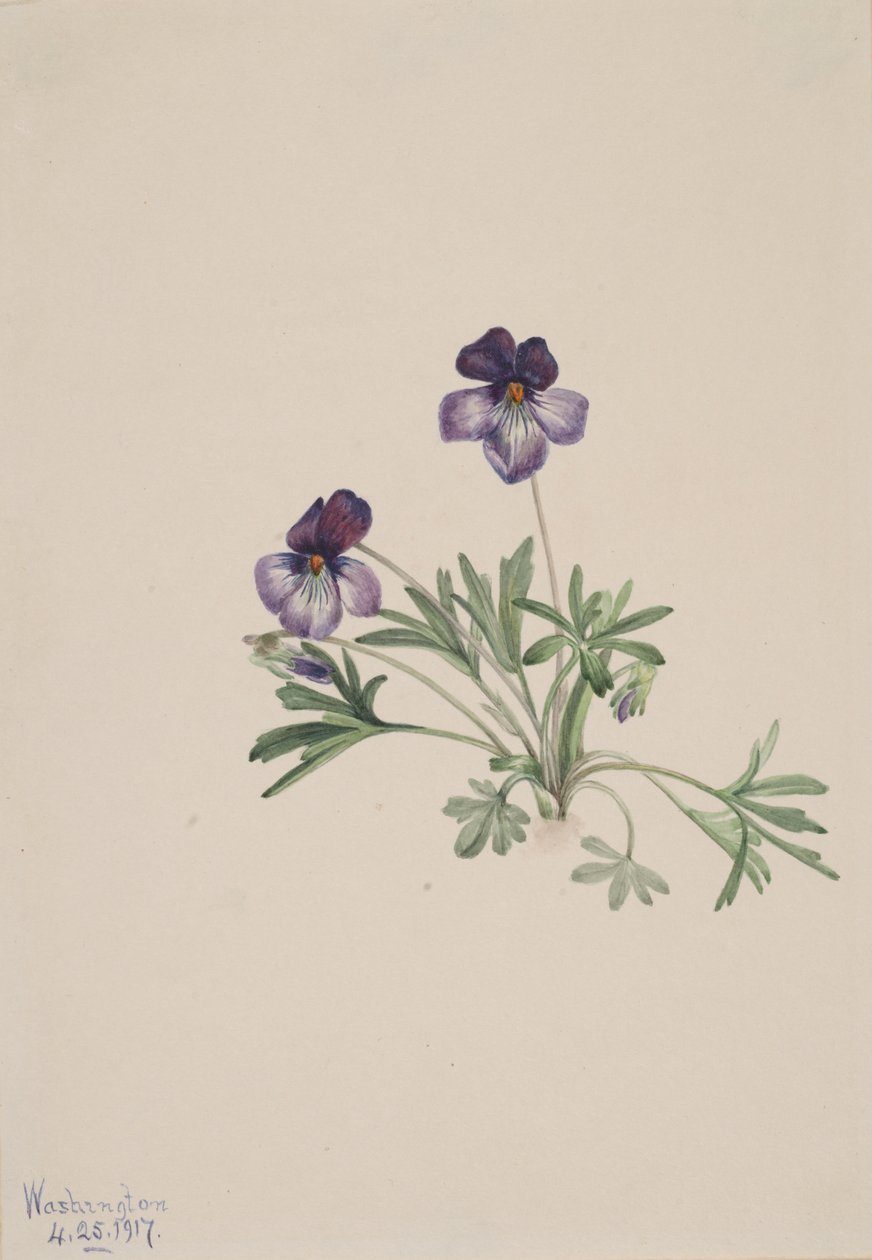 Birdsfoot Violet Viola pedata, 1917. tekijältä Mary Vaux Walcott