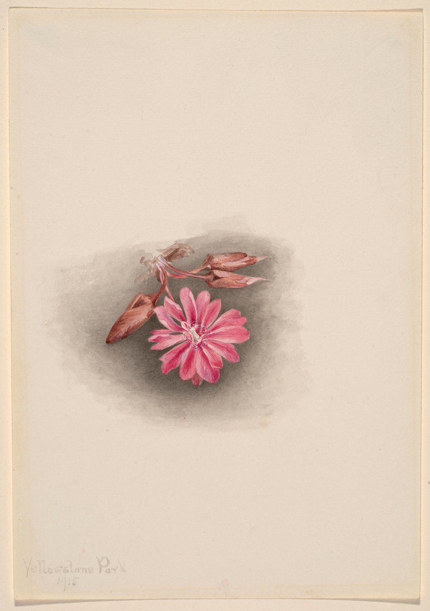 Bitterroot (Lewisia redivivivia) tekijältä Mary Vaux Walcott