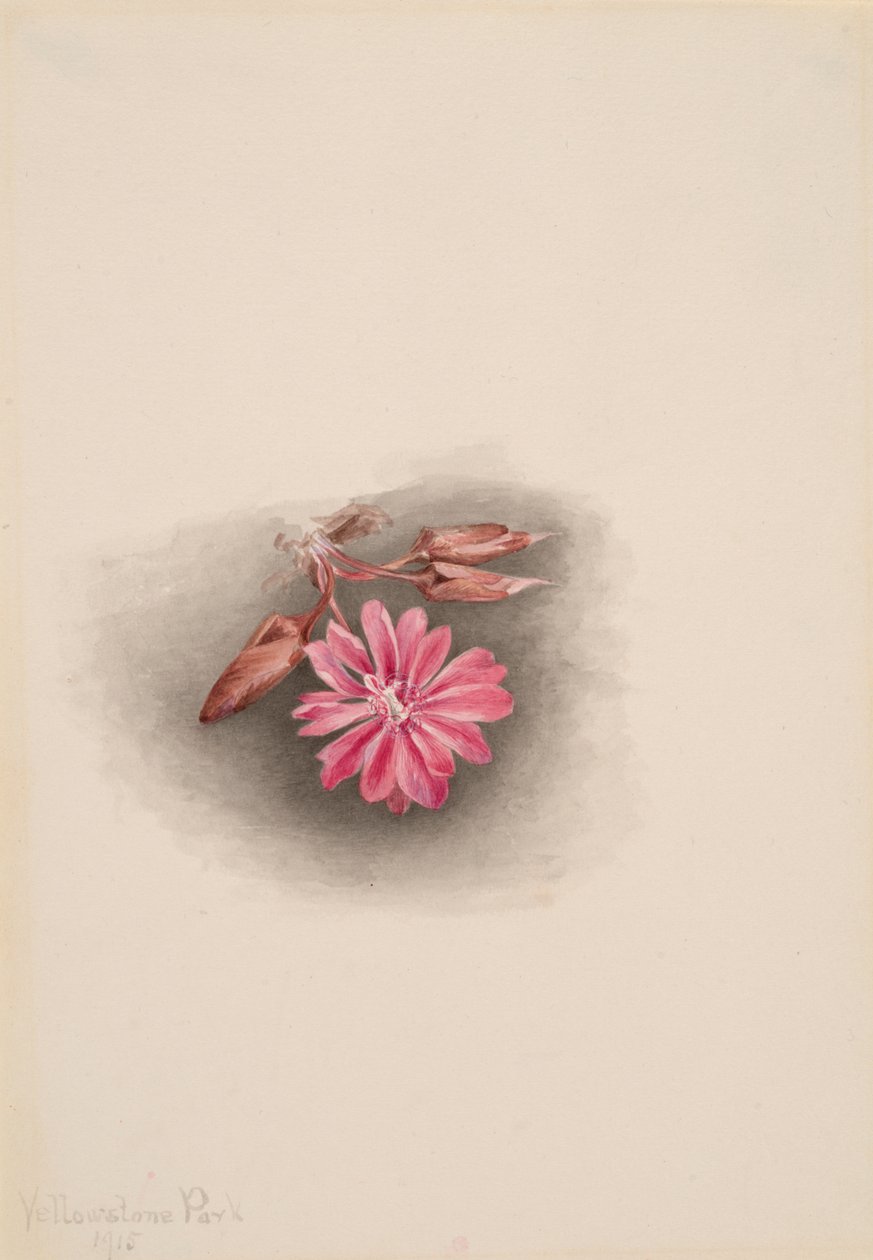 Bitterroot Lewisia redivivia, 1915. tekijältä Mary Vaux Walcott