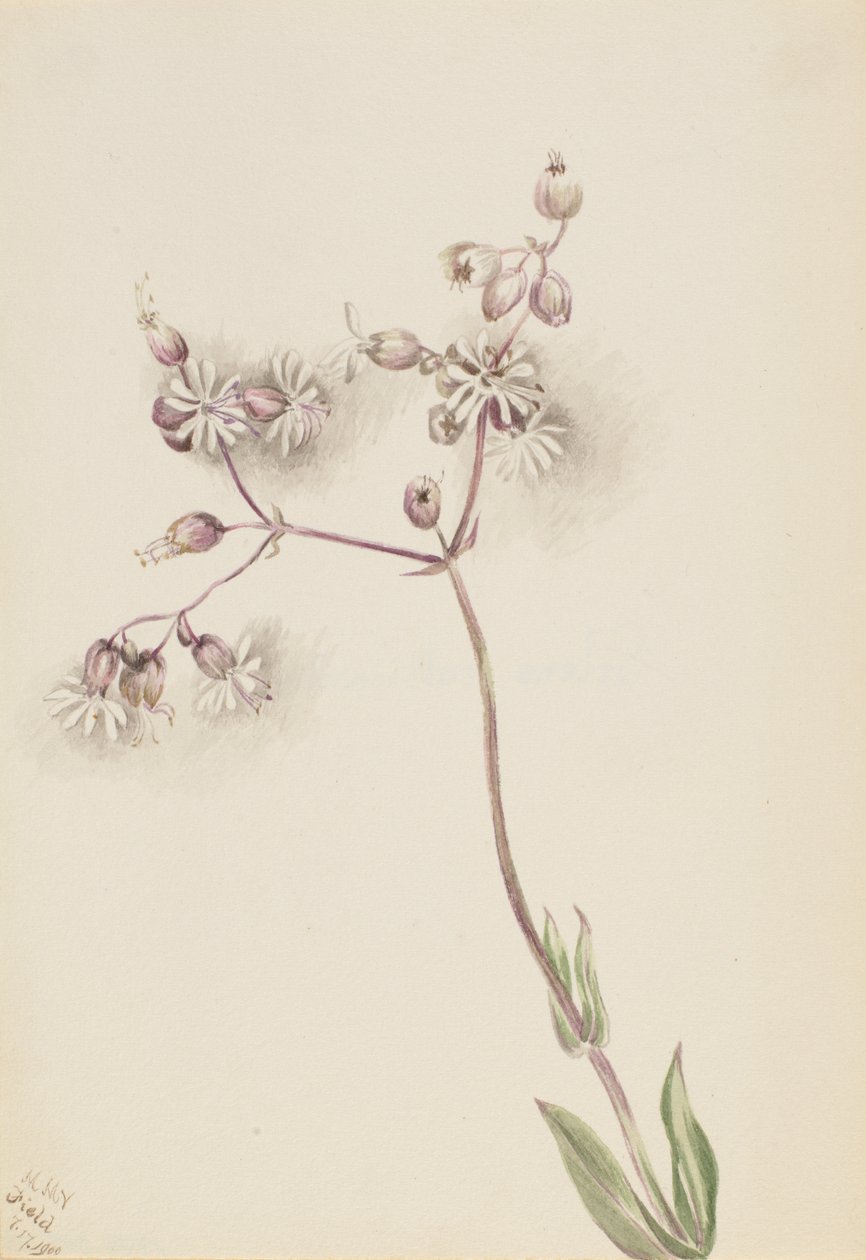 Virtsarakon Campion Silene latifolia, 1900. tekijältä Mary Vaux Walcott
