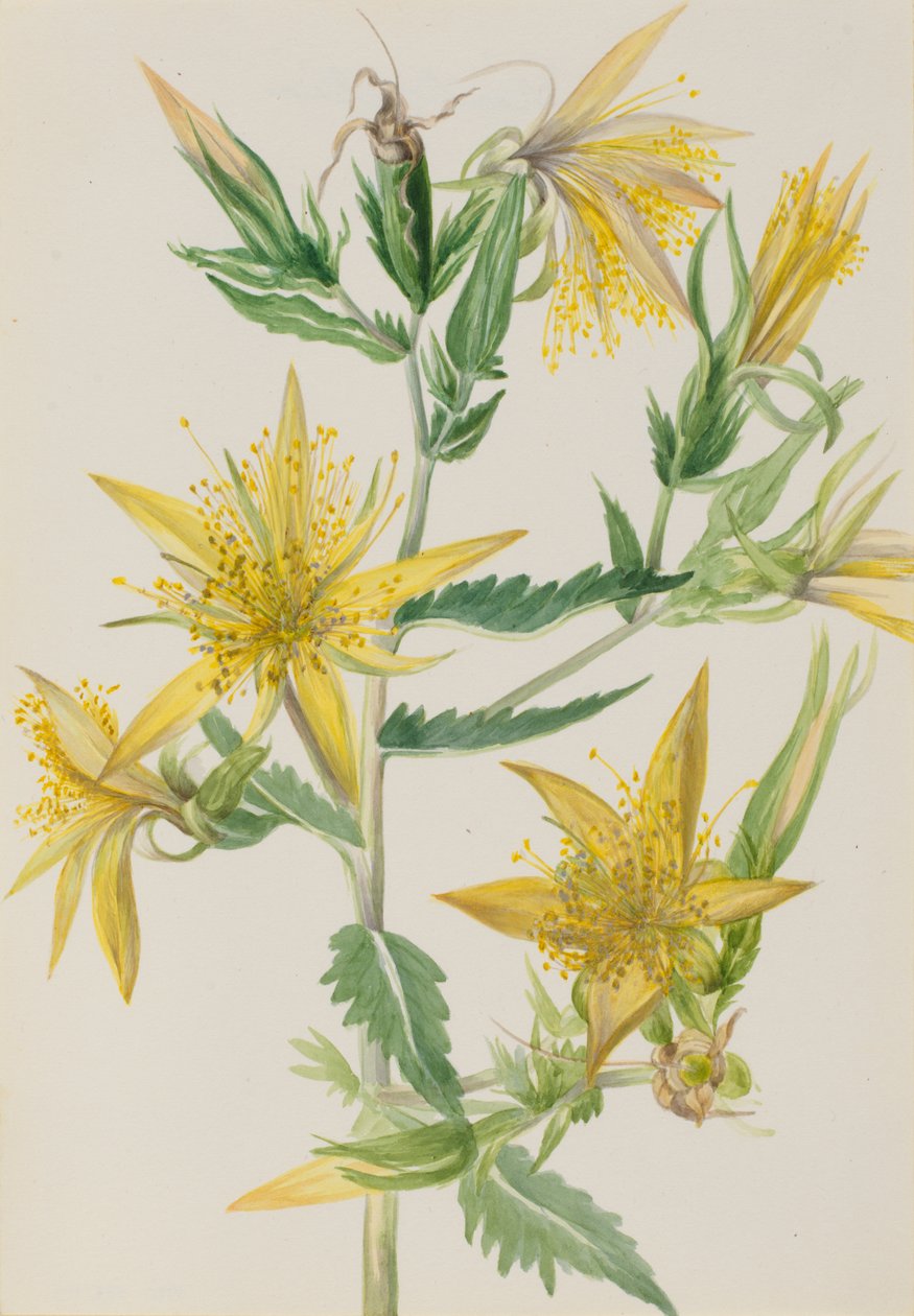 Blazing Star Mentzelia laevicaulis, n. 1930-luku. tekijältä Mary Vaux Walcott