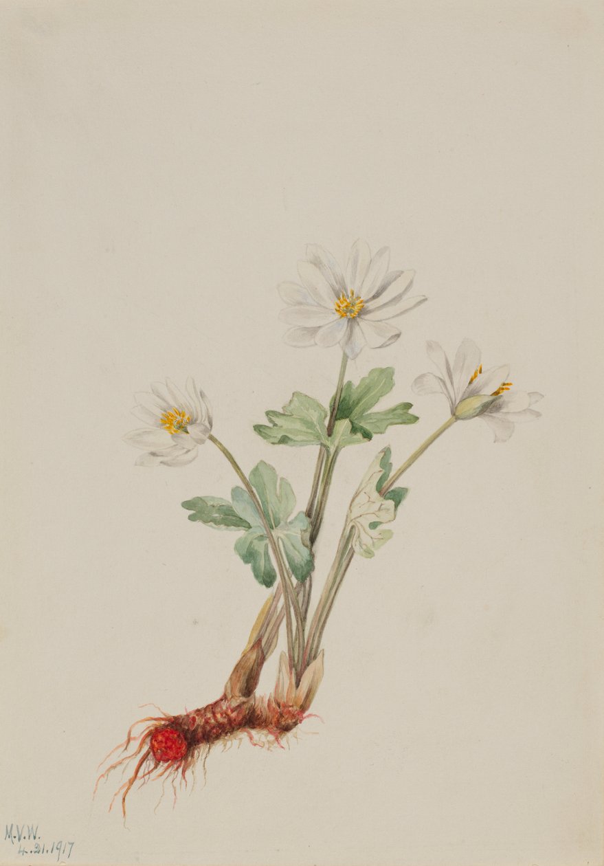 Verijuuri (Sanguinaria canadensis) tekijältä Mary Vaux Walcott