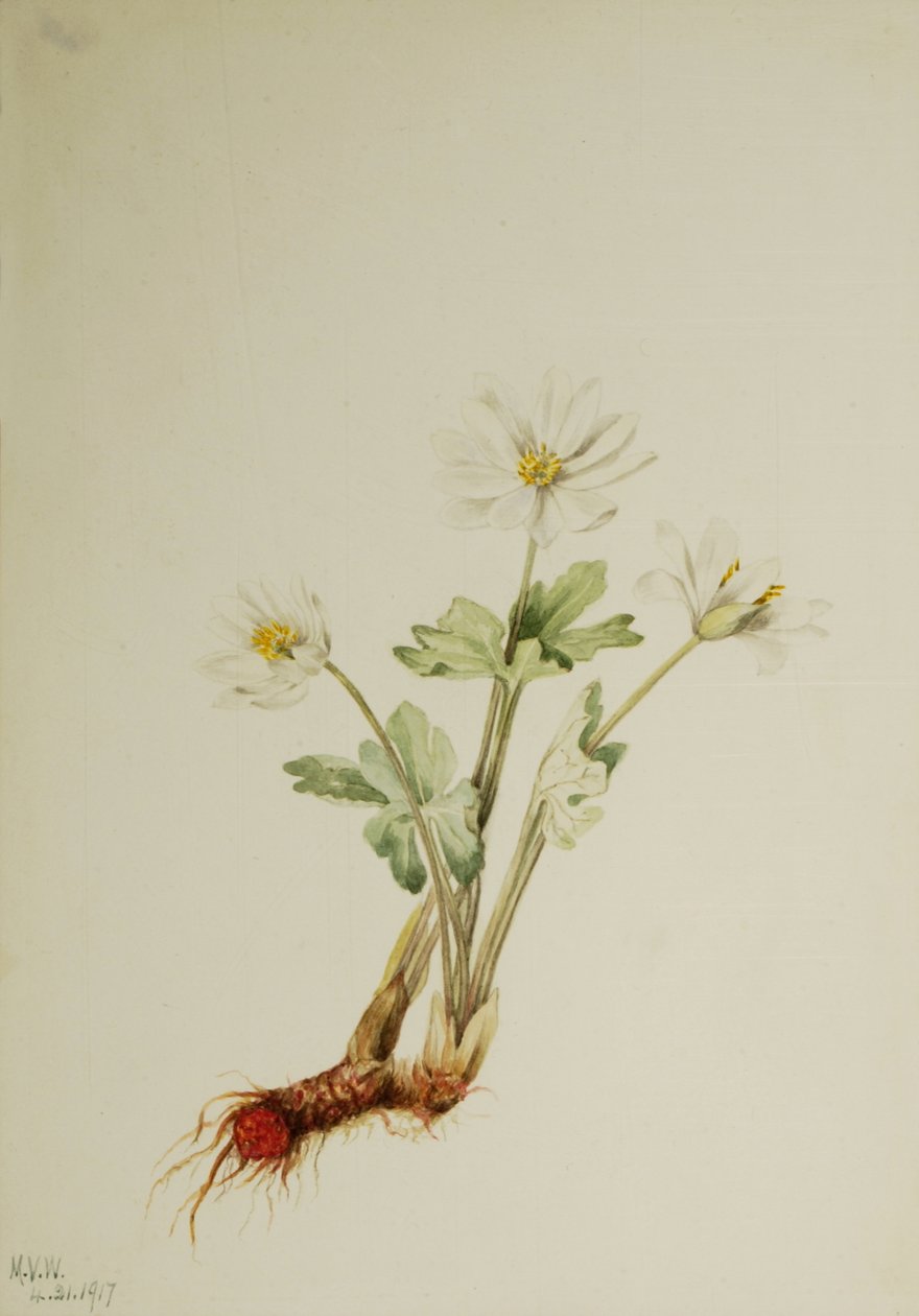 Bloodroot Sanguinaria canadensis, 1917. tekijältä Mary Vaux Walcott