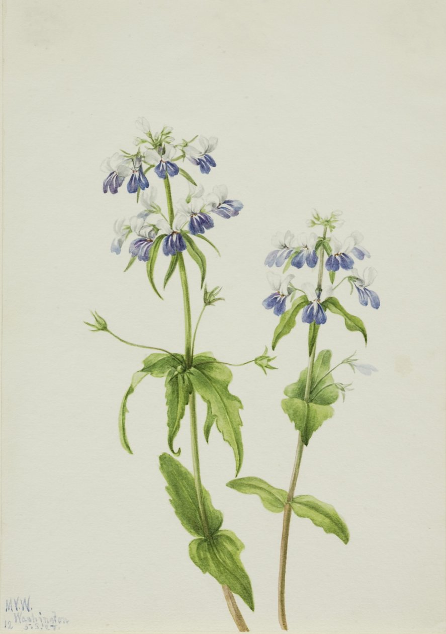 Sinisilmäinen Maria (Collinsia verna) tekijältä Mary Vaux Walcott