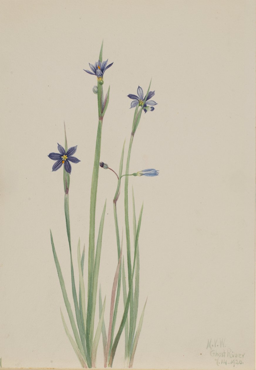 Sinisilmä-ruoho (Sisyrinchium angustifolium) tekijältä Mary Vaux Walcott