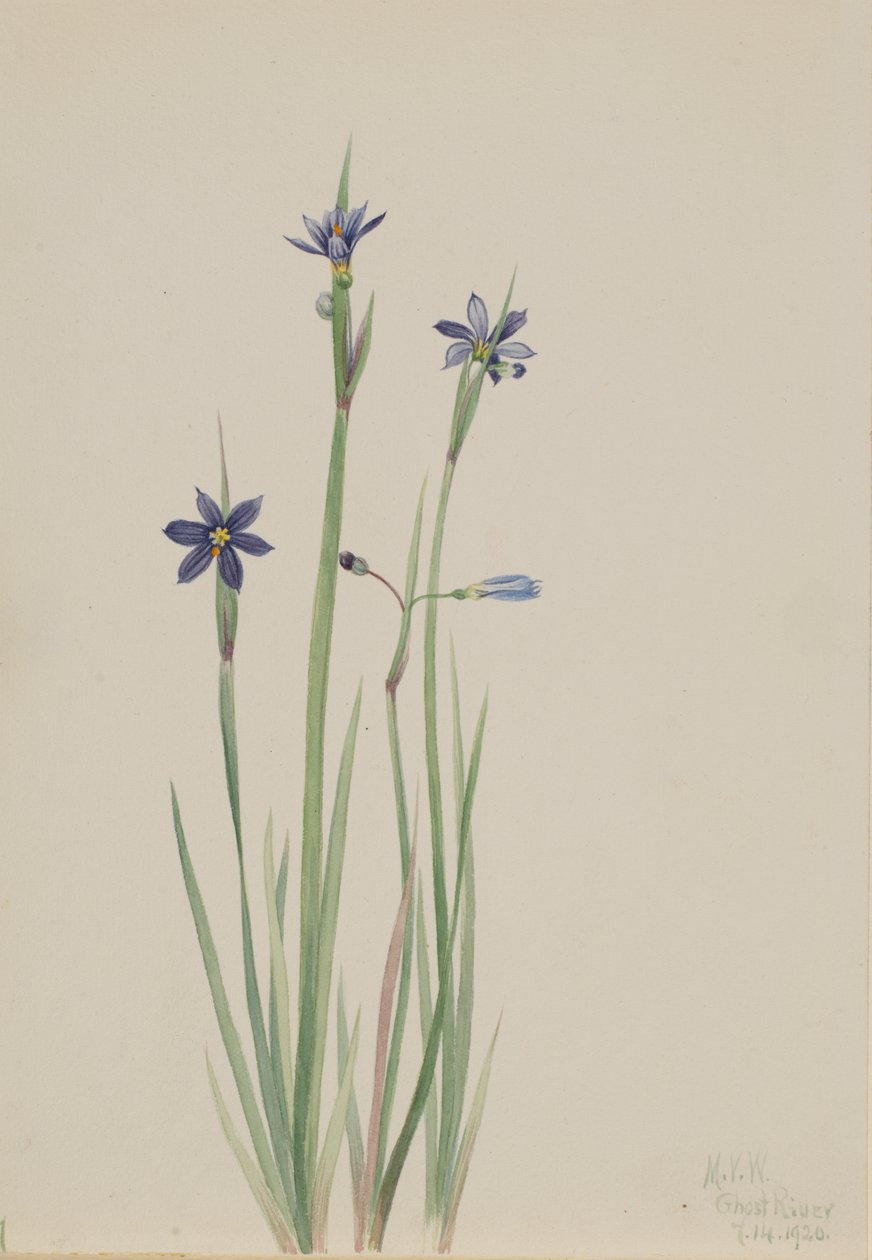 Sinisilmäinen ruoho Sisyrinchium angustifolium, 1920. tekijältä Mary Vaux Walcott