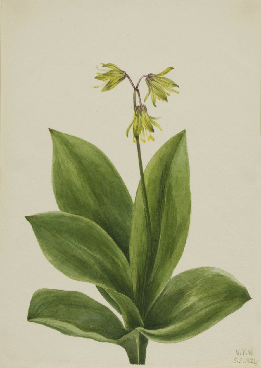 Sininen helmi (Clintonia borealis) tekijältä Mary Vaux Walcott